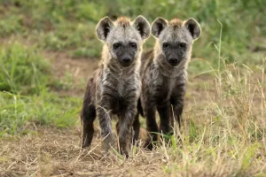 Spotted hyena (Crocuta crocuta)