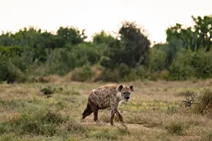 Spotted hyena (Crocuta crocuta)