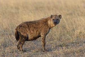 Spotted Hyena (Crocuta crocuta) in the early morning light