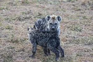 Spotted hyena (Crocuta crocuta) Masai Mara Kenya