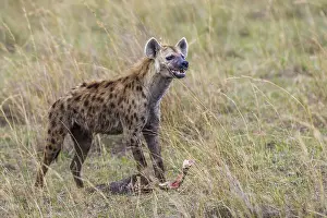 Spotted hyena (Crocuta crocuta), South Africa
