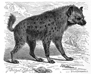 Spotted hyena (Crocuta crocuta) or spotted hyena