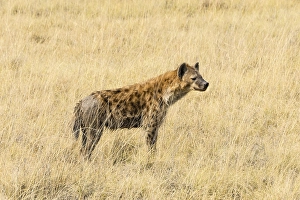 Spotted Hyena (Crocuta crocuta) standing in dry grass