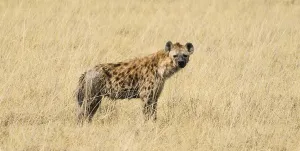 Spotted Hyena (Crocuta crocuta) walking through dry grass