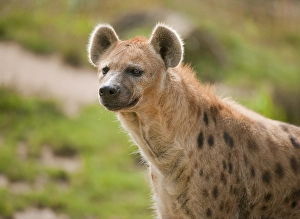 Spotted Hyena or Laughing Hyena (Crocuta crocuta)