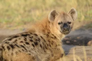 Spotted hyena, laughing hyena, (Crocuta crocuta)