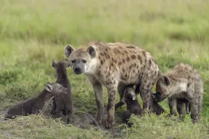 Spotted Hyena or Laughing Hyena (Crocuta crocuta) with cubs