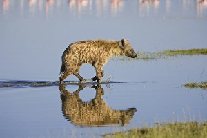 Spotted hyena or laughing Hyena (Crocuta crocuta) reflecting in the water