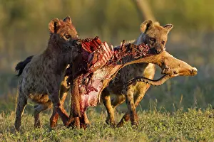 Spotted hyena, spotted hyena, Crocuta crocuta