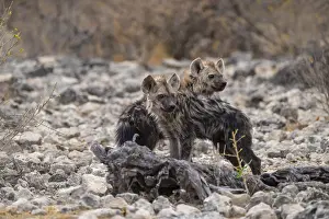 Spotted hyena or spotted hyena (Crocuta crocuta)