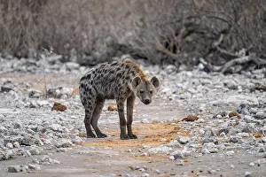 Spotted hyena or spotted hyena (Crocuta crocuta)