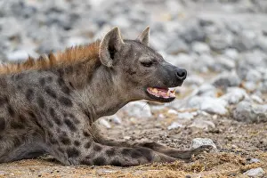 Spotted hyena or spotted hyena (Crocuta crocuta)