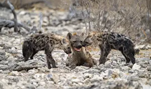 Spotted hyena or spotted hyena (Crocuta crocuta) with two young animals