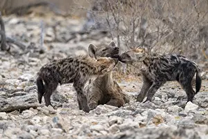 Spotted hyena or spotted hyena (Crocuta crocuta) with two young animals
