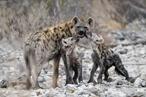 Spotted hyena or spotted hyena (Crocuta crocuta) with two young animals