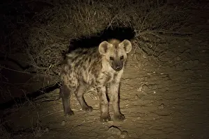 Spotted hyena, spotted hyenas, hyena