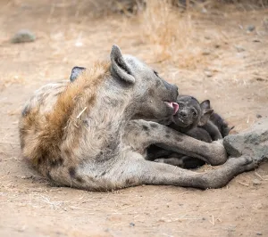 Spotted hyenas (Crocuta crocuta)
