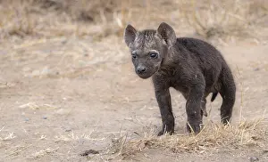 Spotted hyenas (Crocuta crocuta)