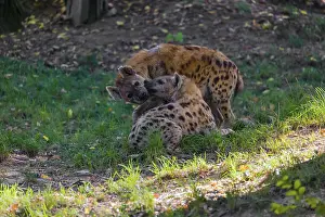 Two spotted hyenas (Crocuta crocuta)