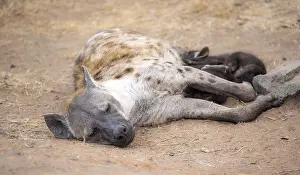 Spotted hyenas (Crocuta crocuta)