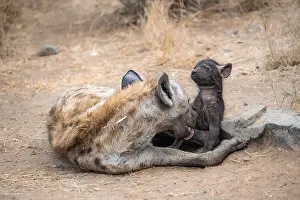 Spotted hyenas (Crocuta crocuta)