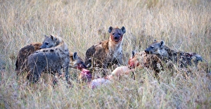 Spotted Hyenas (Crocuta crocuta) with prey