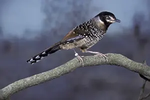 Spotted Laughingthrush (Garrulax ocellatus)