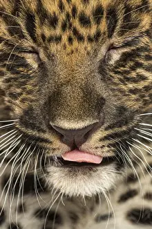 Spotted Leopard cub, Panthera pardus