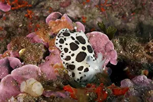 A spotted leopard snail (Discodoris atromaculata)
