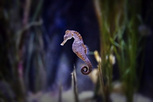 Spotted long-snouted seahorse (Hippocampus reidi) swimming in the aquarium