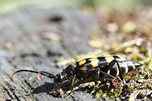 Spotted longhorn (Leptura maculata) on a piece of deadwood