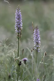 Spotted moorland spotted orchid (Dactylorhiza maculata)