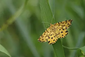 Spotted moth (Pseudopanthera macularia)
