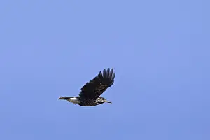 Spotted nutcracker, Eurasian nutcracker (Nucifraga caryocatactes) in flight in the Alps