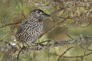 Spotted Nutcracker (Nucifraga caryocatactes)