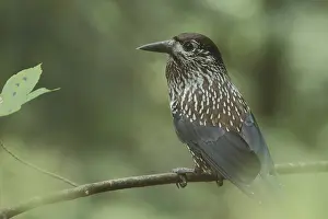 Spotted nutcracker (Nucifraga caryocatactes) in Triberg