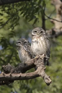 Spotted Owlet (Athene brama) adult pair