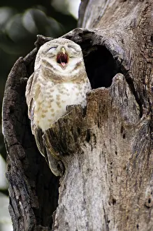 Spotted owlet (Athene brama), Keolade