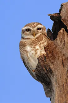 Spotted Owlet (Athene brama), Keoladeo Ghana National Park