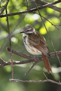 Spotted Palm Thrush (Cichladusa guttata)