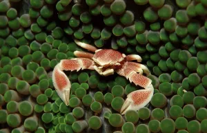 Spotted porcellanid crab (Neopetrolistes maculatus)