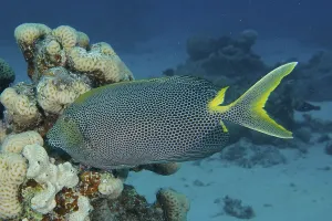 Spotted rabbitfish (Siganus stellatus laqueus)