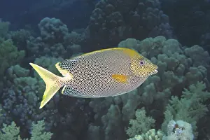 Spotted rabbitfish (Siganus stellatus laqueus)