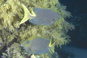 Spotted rabbitfish (Siganus stellatus laqueus)