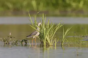Spotted Redshank (Tringa erythropus)