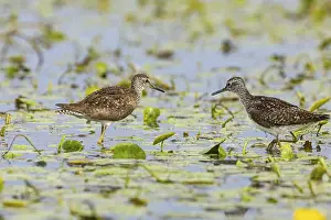 Spotted Redshank (Tringa erythropus) Hungary