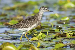 Spotted Redshank (Tringa erythropus) Hungary