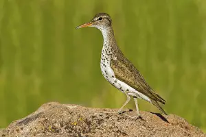 Spotted Sandpiper Actitis macularius east of Beaver