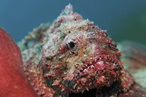 Spotted Scorpionfisch, (Scopaena plumeri)