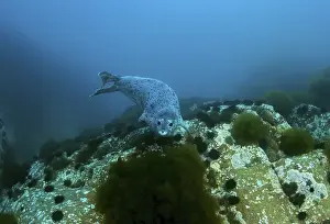 Spotted Seal or Largha Seal (Phoca largha)